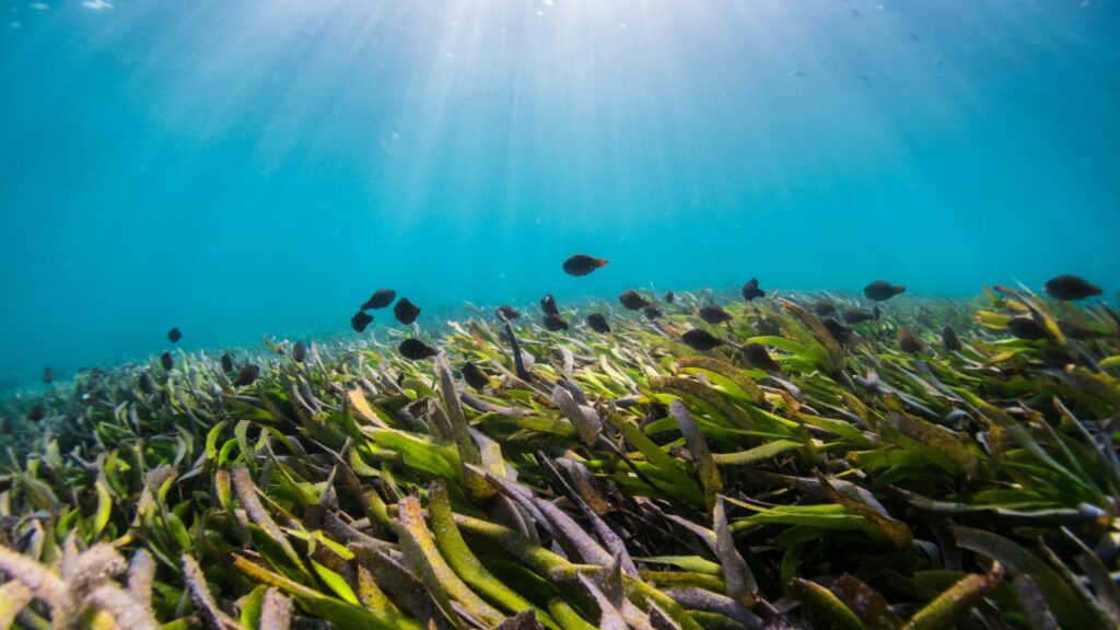 Seaweed and fish