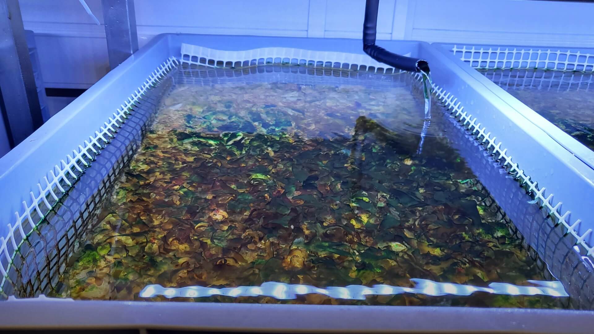 Seaweed growing in SeaForester green gravel