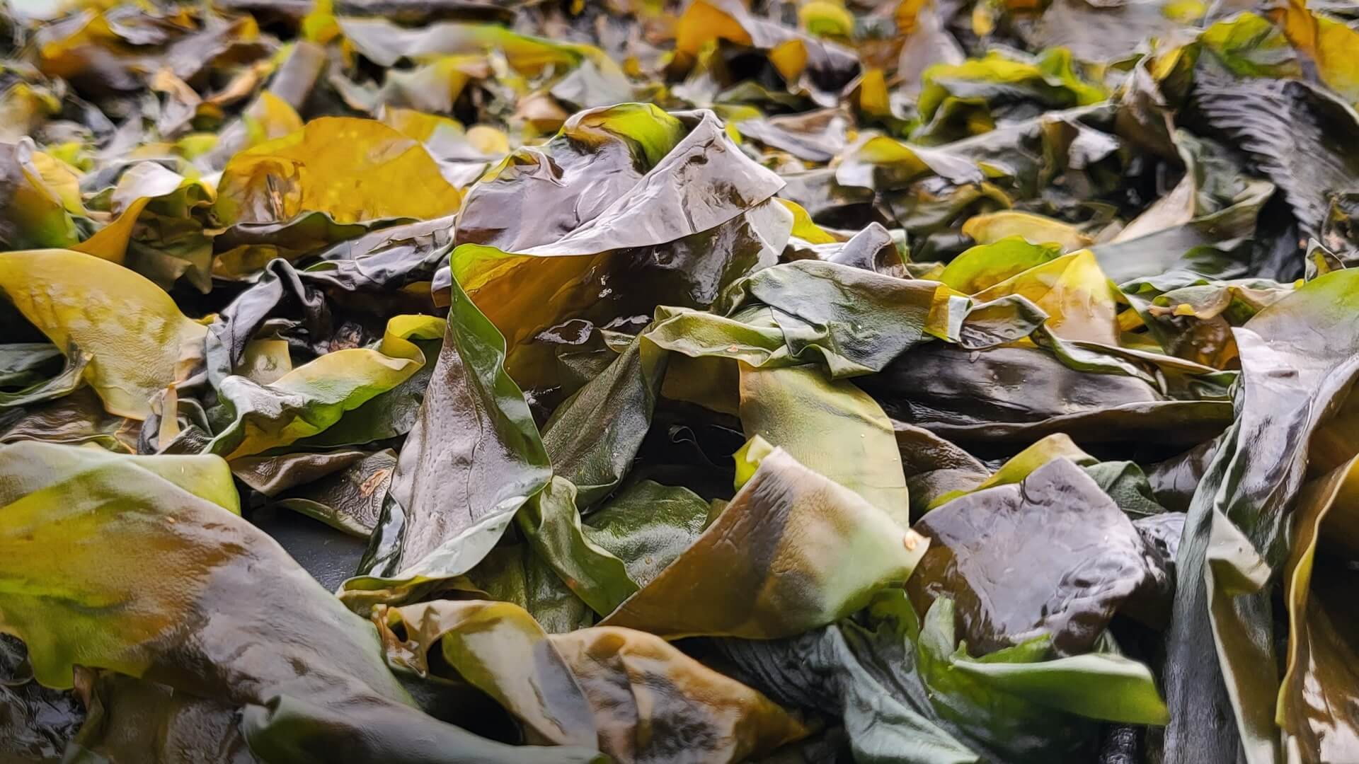 Seaweed - Notpla