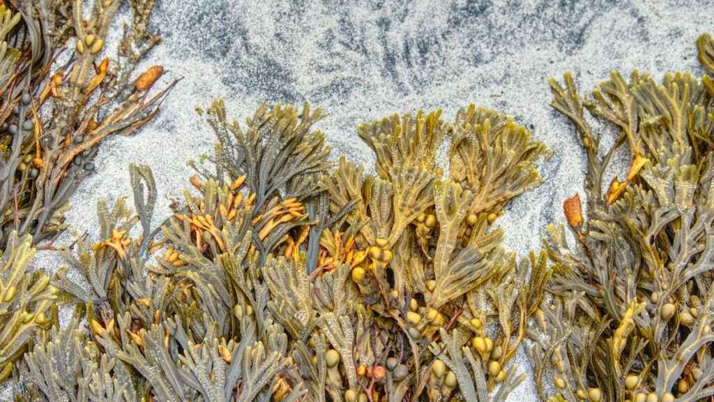 Seaweed on beach