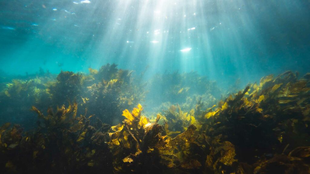 seaweed underwater