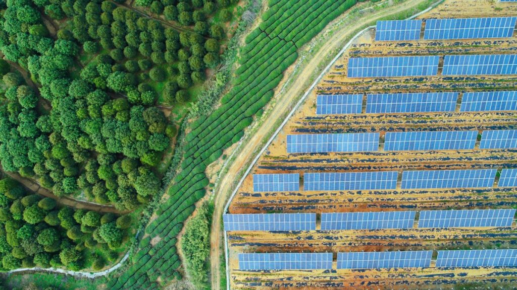 Solar panels amongst forest