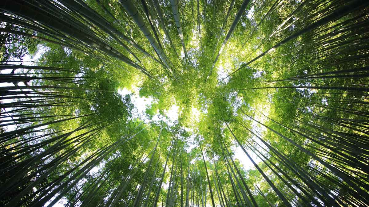 Tall Forest