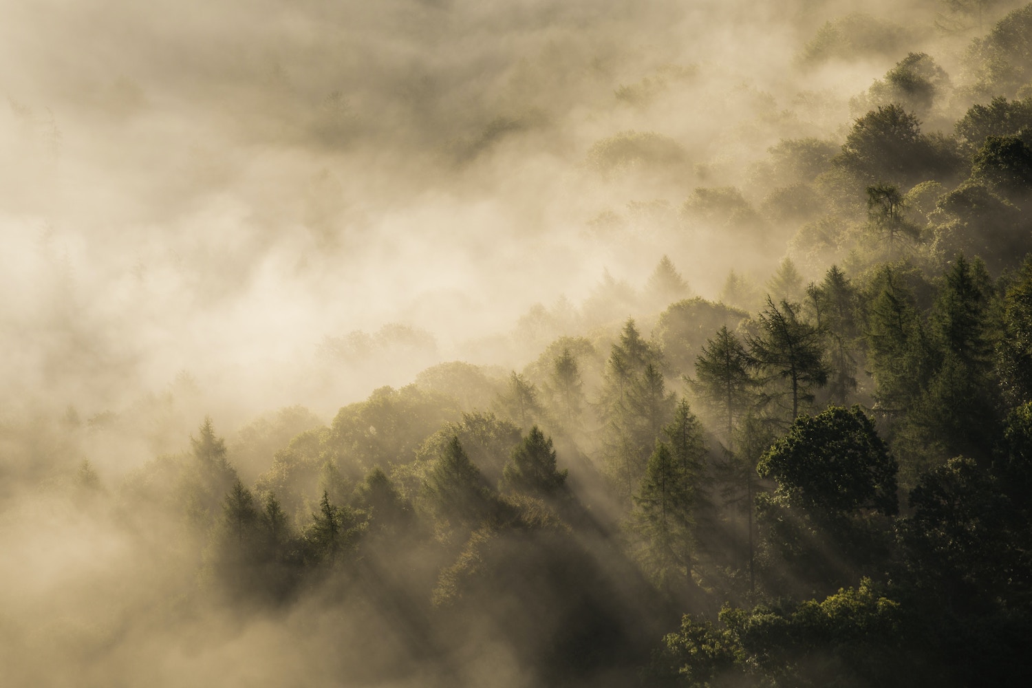 Image of fog over a forest