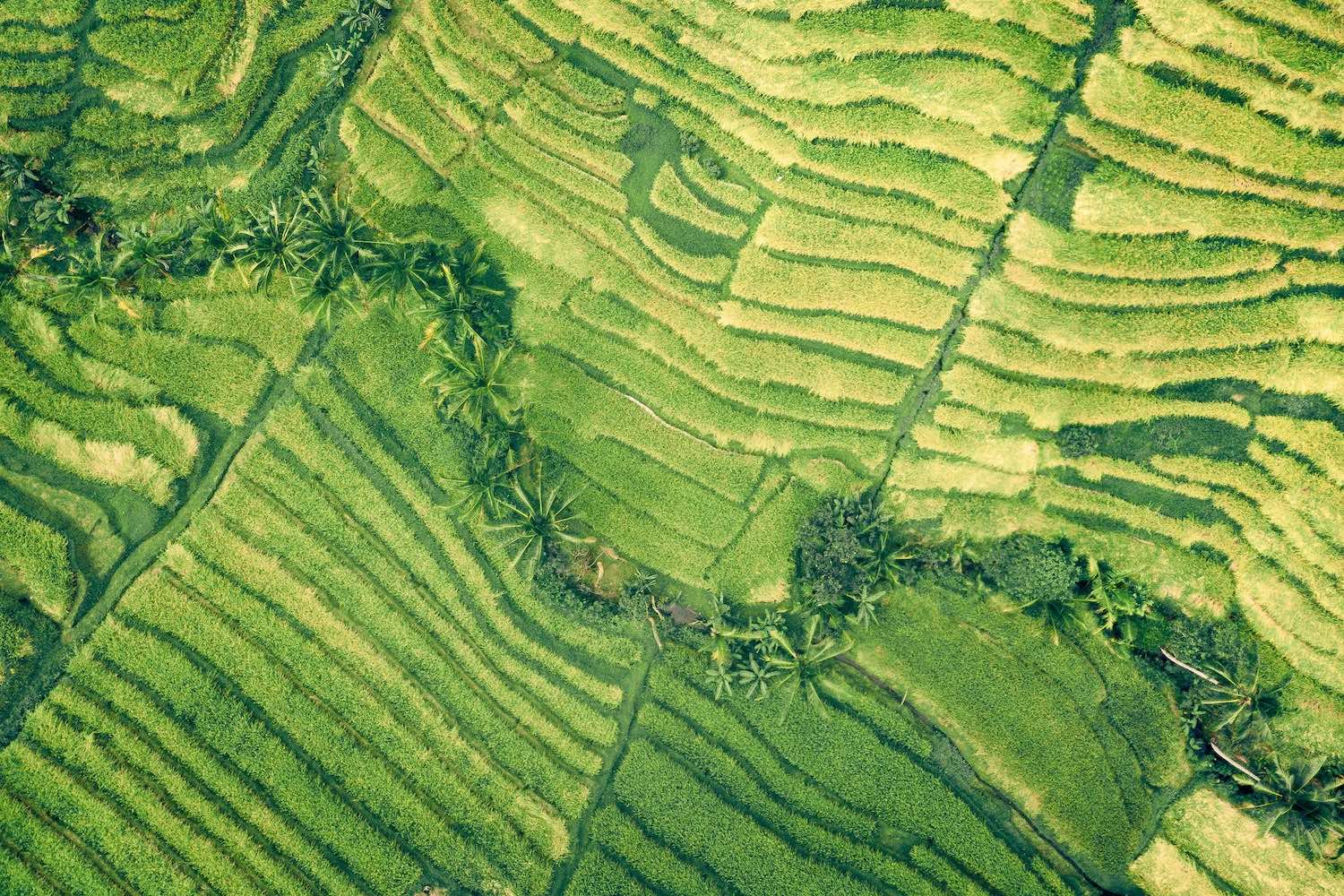 Image of a field