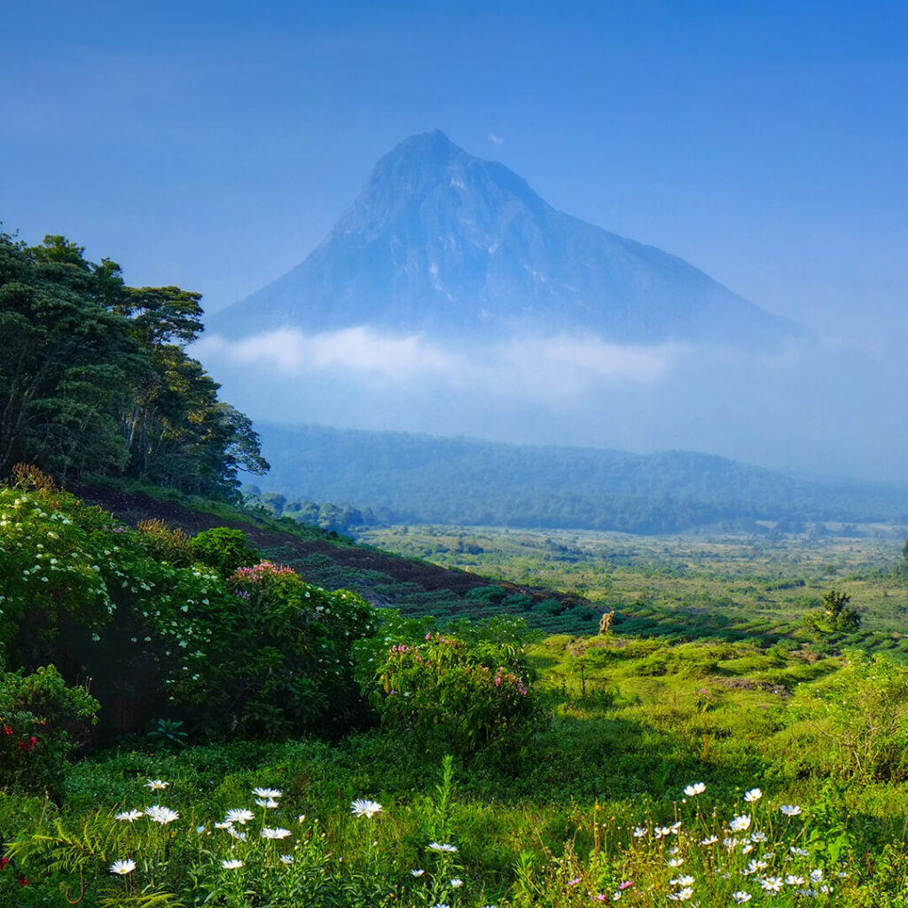 Forest with mountains in distance