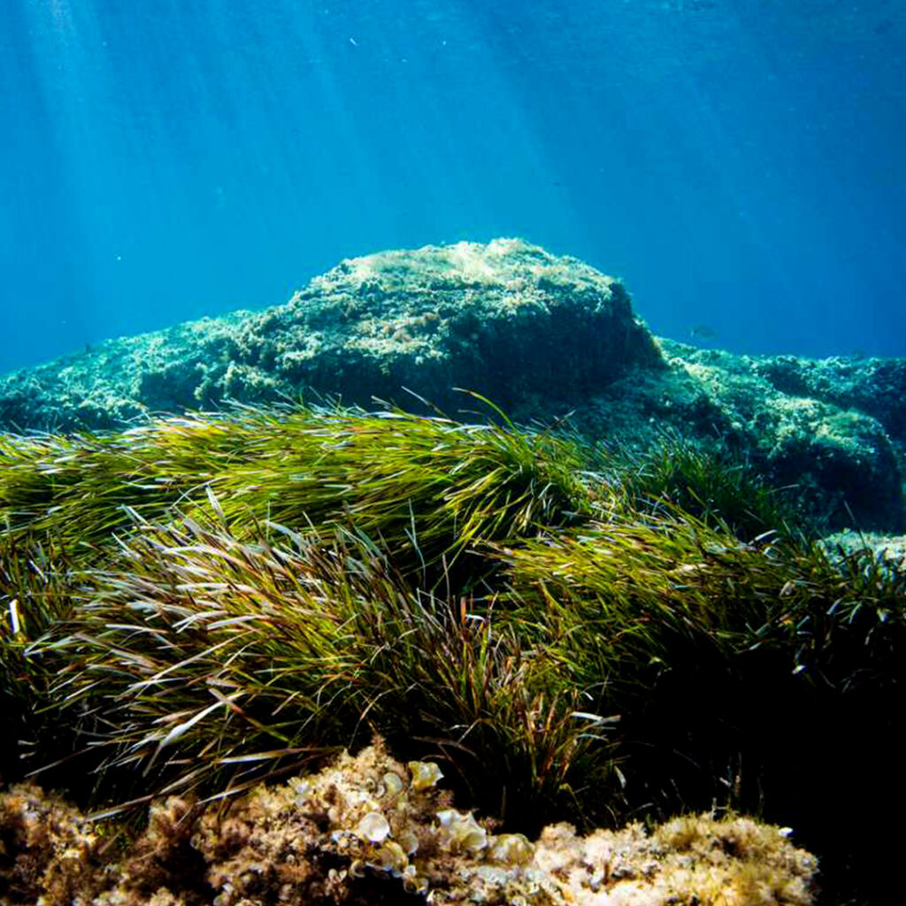 Sea kelp