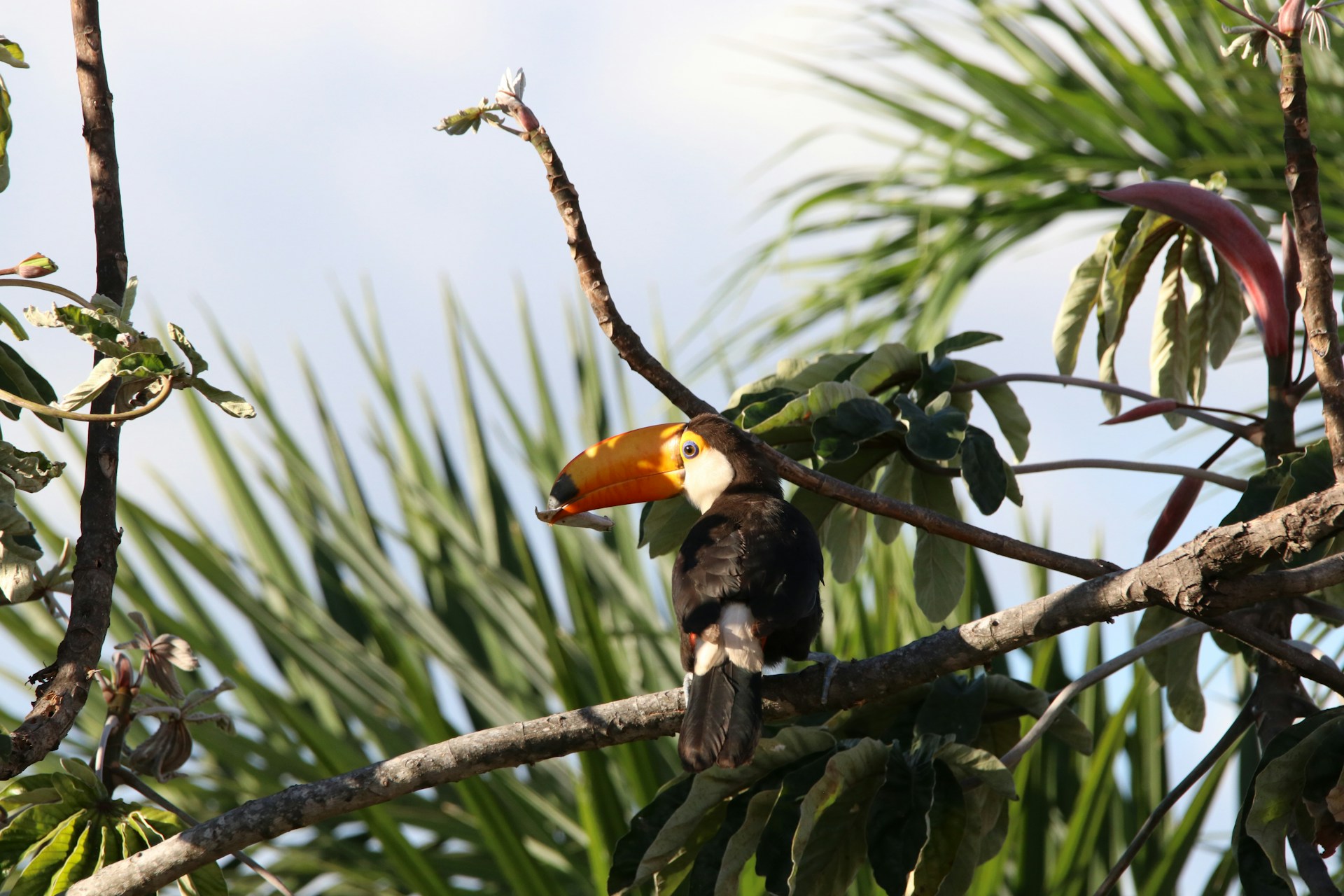 toucan in Brazil rainforest