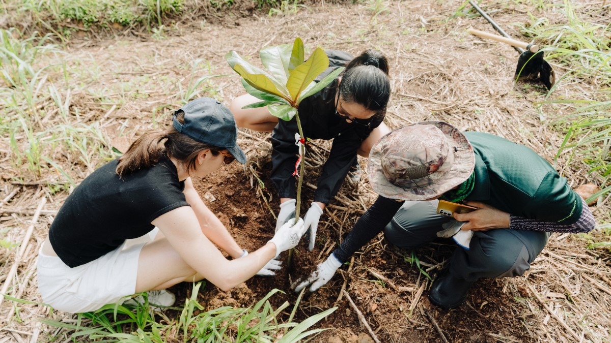 The tree planting activity was part of an initiative to rewild the area and provide a highway for wildlife