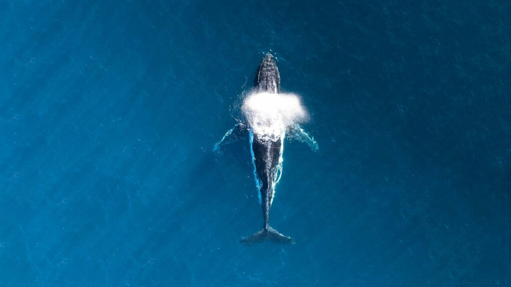 Whale swimming in ocean
