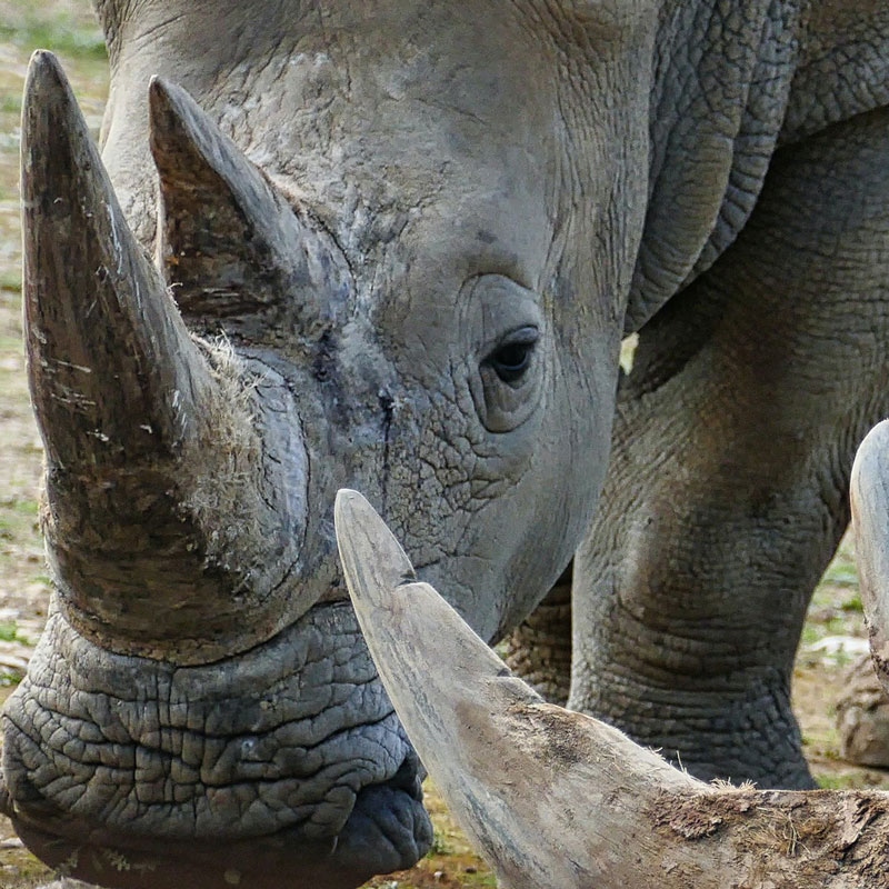 White rhinos
