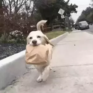 Dog carrying paper bag